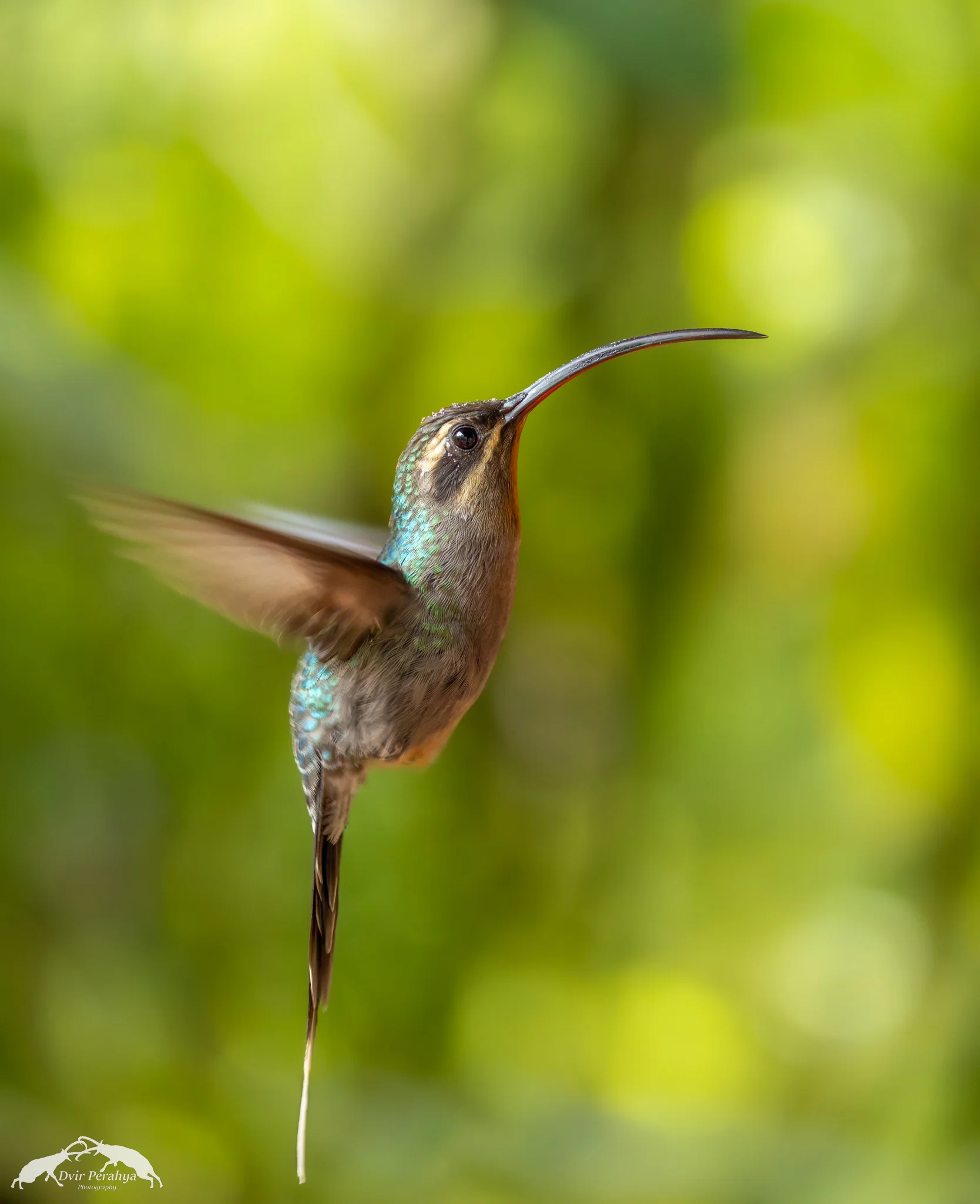 Costa Rica Wildlife